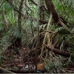 Wooded peatland of the Congolese Central Cuvette (Cuvette Department, Republic of Congo). Yannick Garcin