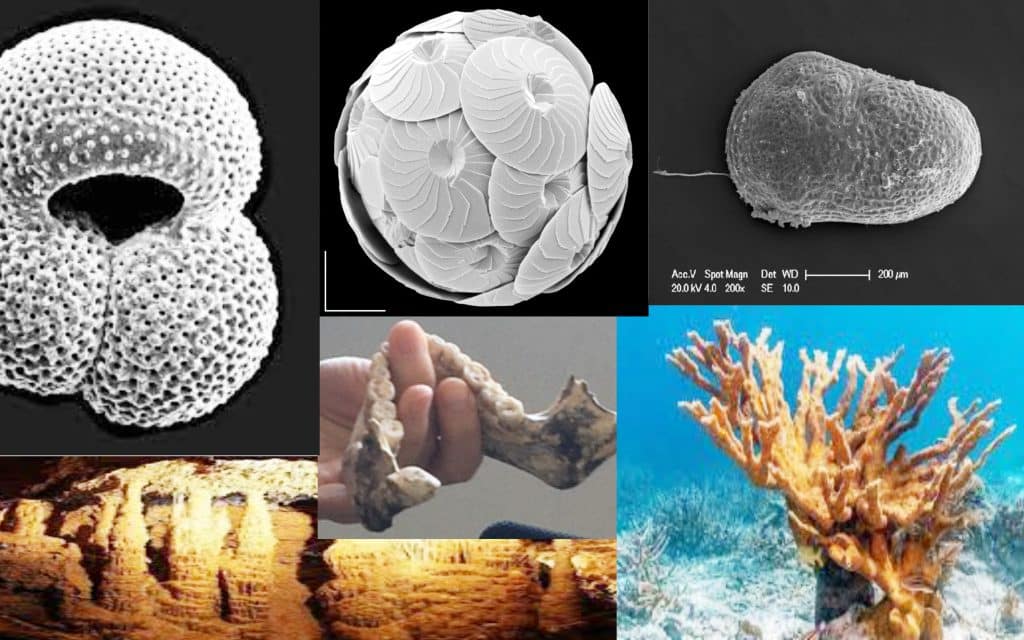 carbonates