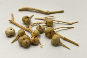 Dried fruit of Peganum harmala (Photo credit: Barbara Huber)